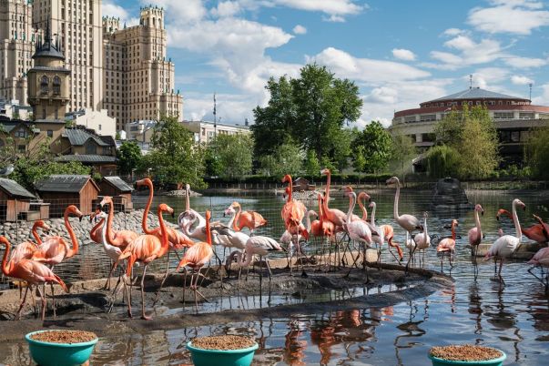 Mikhail Kirakosyan - The Moscow Zoo: Lockdown